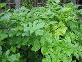 Garden Angelica / Angelica archangelica
